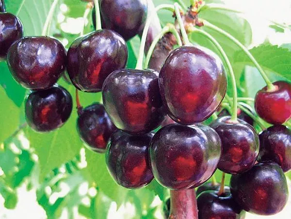 Черешня "Оленька" (Ранний)