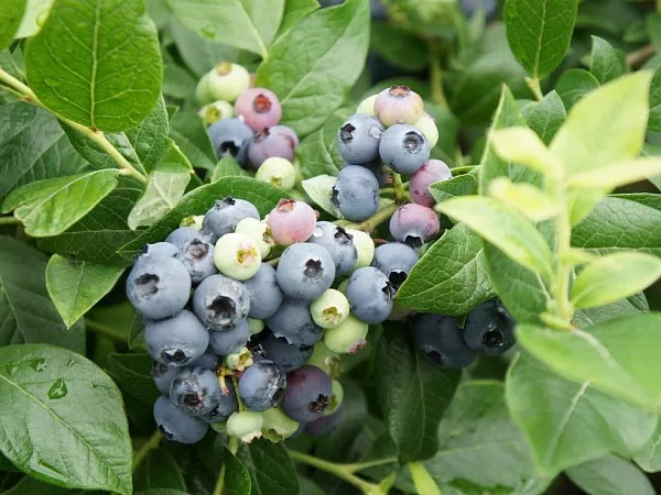 Голубика высокая "North Blue (Норт Блю) (средний)