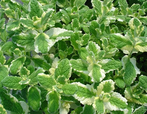 Мята ананасная "Variegata" (Вариегата)