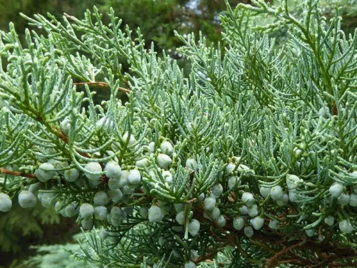 Можжевельник виргинский "Grey Owl" (Грей Оул)