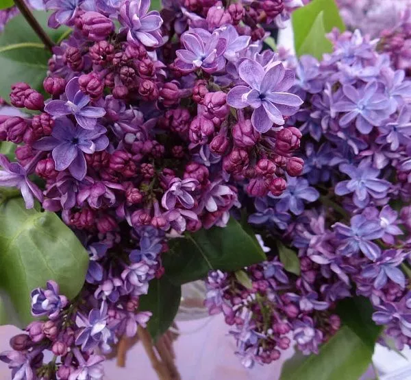 Сирень обыкновенная Violetta