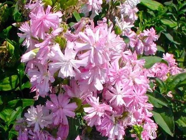 Иссоп лекарственный "Rosea" (Розе)