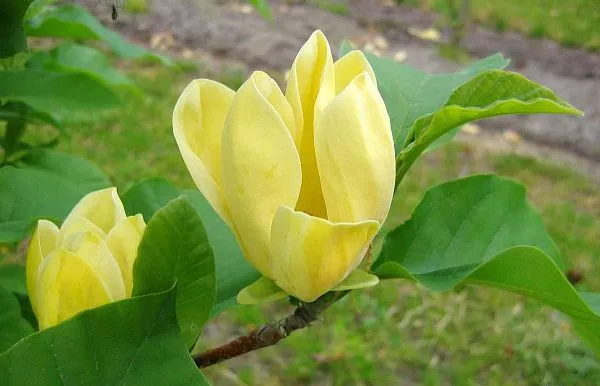 Магнолия бруклинская Yellow Bird (Йеллоу Бёрд)