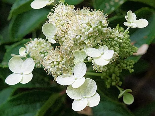 Гортензия метельчатая "Prim White" (Прим Вайт)