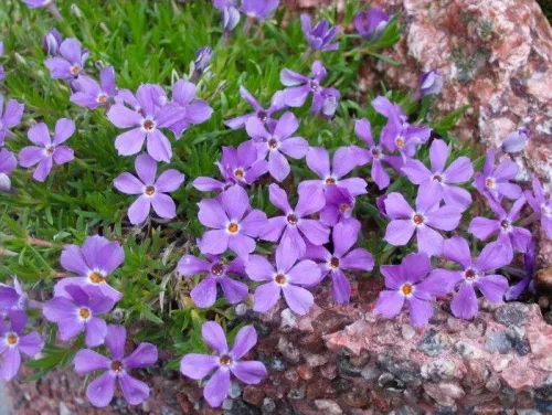 Флокс Келси "Rosette" (Розетт)