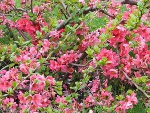 Айва великолепная "Pink Trail" (Пинк Трейл)