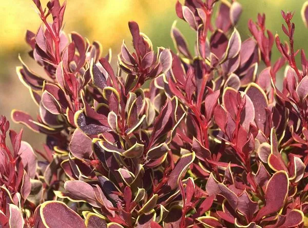Барбарис тунберга Golden Ruby (Голден Руби) молодые побеги