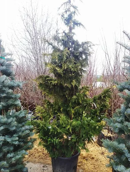Кипарисовик нутканский Lutea (Лютеа) фото