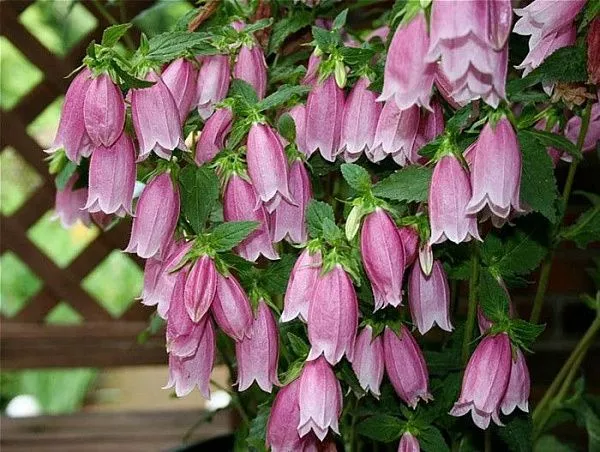 Колокольчик точечный "Cherry Bells" (Черри Белз)