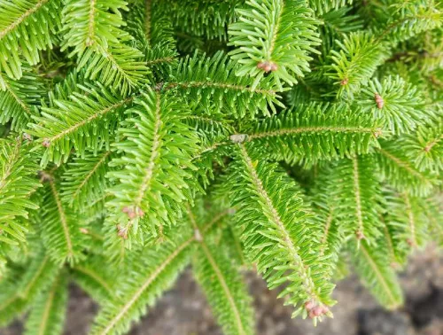 Пихта бальзамическая / Abies balsamea