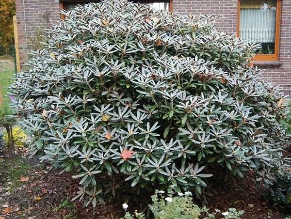 Рододендрон якушиманский "Edelweiss" (Эдельвейс)
