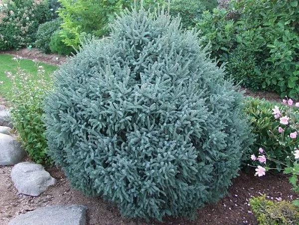 Ель черная "Яна" / Picea mariana "Jana"