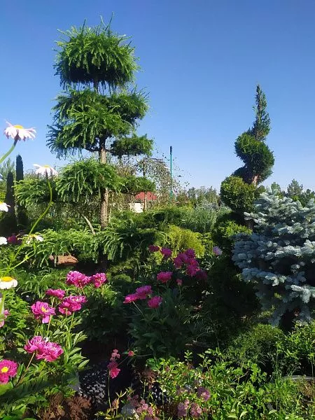 лиственница бонсай 2