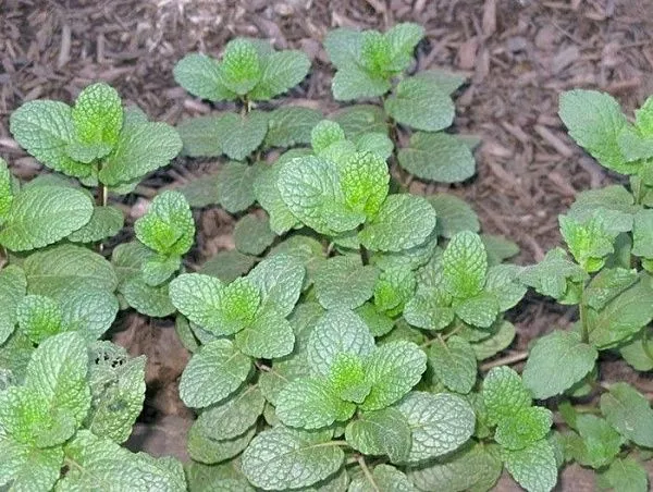 Мята гибридная "Garden Mint" (Гарден Минт)