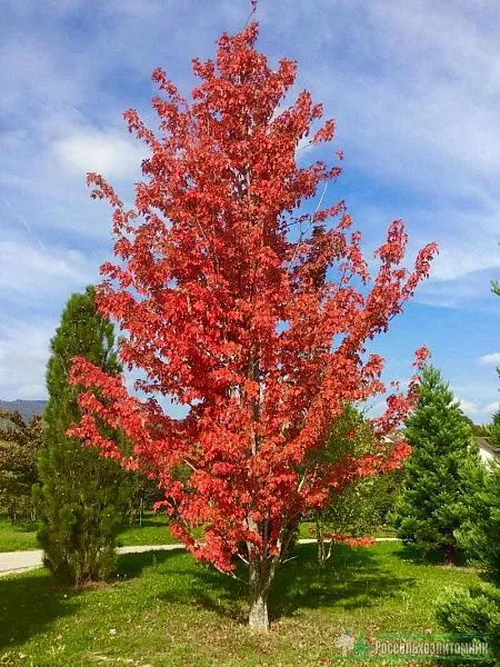 Клен фримана Autumn Blaze (Отом Блейз)