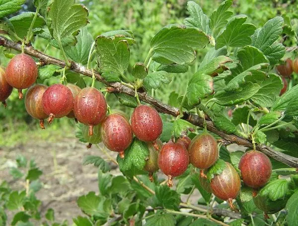 Крыжовник обыкновенный Ласковый куст