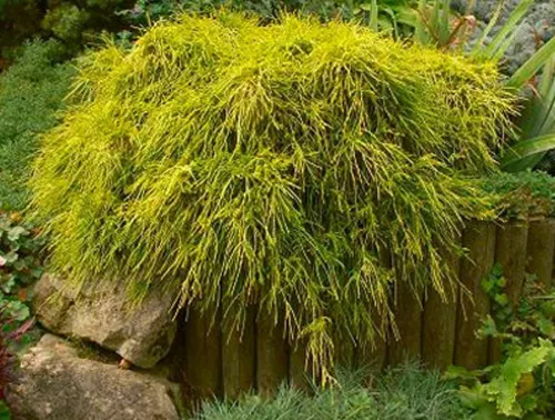 Кипарисовик горохоплодный "Sungold" (Санголд)