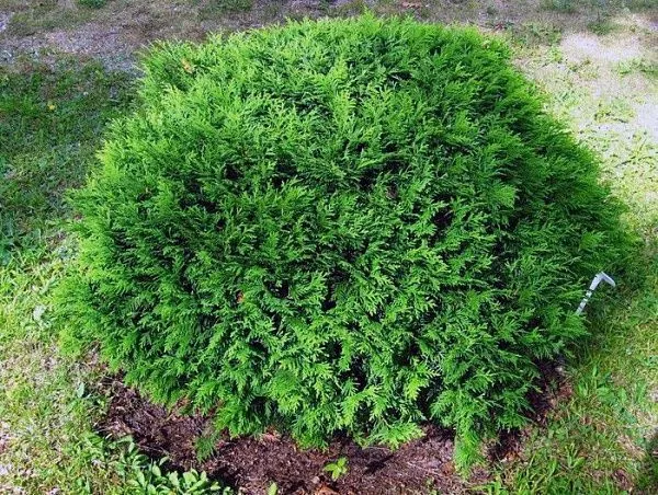 Туя западная "Globosa Compacta" (Глобоза Компакта)