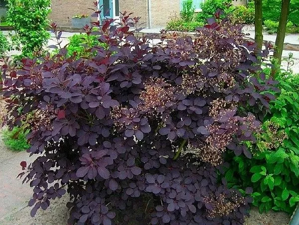 Скумпия кожевенная "Royal Purple" (Роял Пурпл)