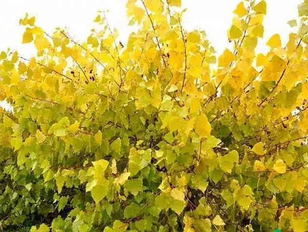 Тополь канадский "Serotina Aurea" (Серотина Аурея)