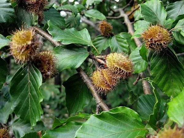 Бук Лесной / Fagus sylvatica