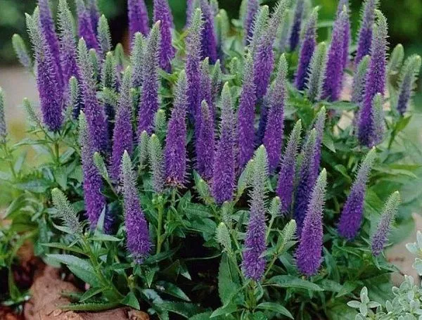 Вероника колосковая "Blue Bouquet" (Блю Букет)
