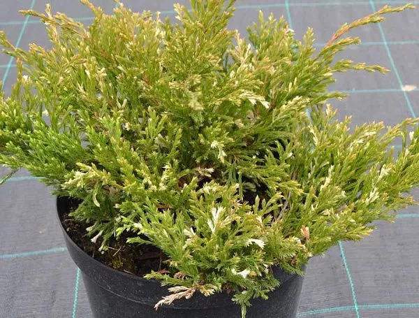 Можжевельник горизонтальный "Andorra Variegata" (Андорра Вариегата)