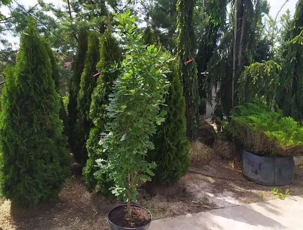Quercus robur Fastigiata