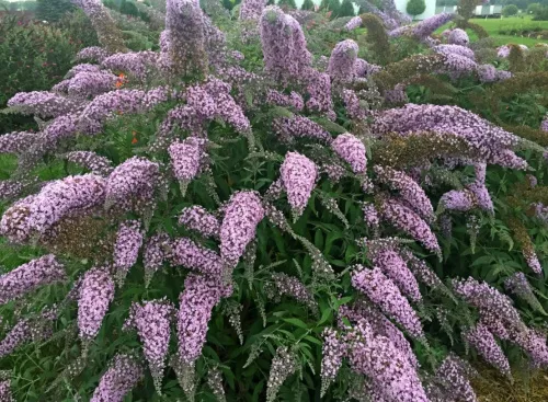 Будлея Давида "Pink Cascade" (Пинк Каскейд)