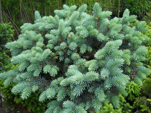 Ель колючая "Sonia" (Соня)