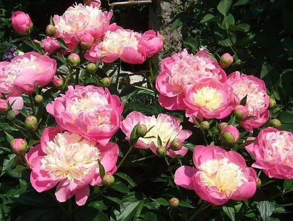 Пион молочноцветковый "Bowl of Beauty" (Боул оф Бьюти)