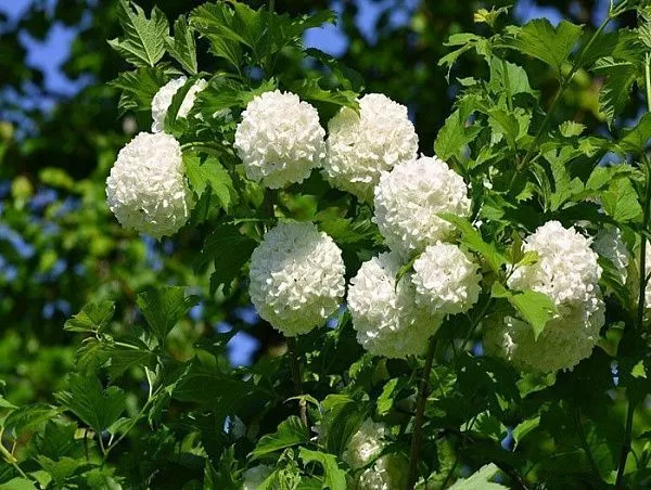 Калина обыкновенная "Бульденеж" (ROSEUM) 