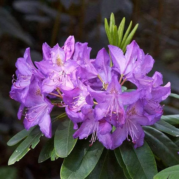 Рододендрон гибридный Purpureum Grandiflorum (Пурпуреум Грандифлорум) купить