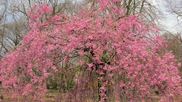Вишня короткощетинистая «Pendula Plena Rosea»