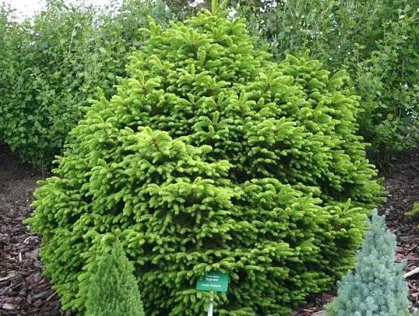 Ель обыкновенная "Pygmaea" (Пигмея)