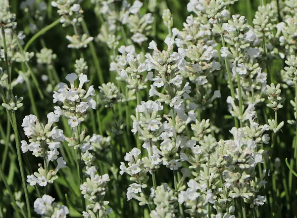 Лаванда узколистная "Edelweiss" (Эдельвейс)