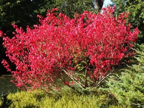 Бересклет европейский "Red Cascade" (Ред Каскад)