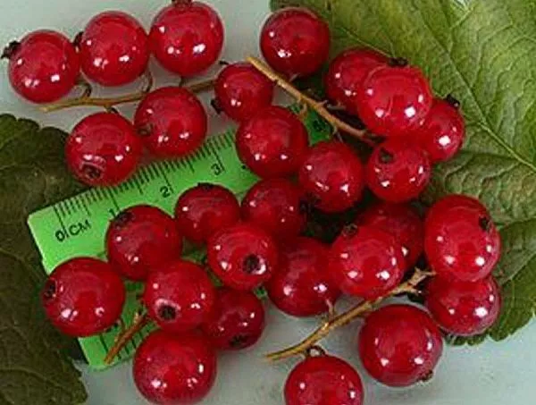 Смородина красная "Рондом"