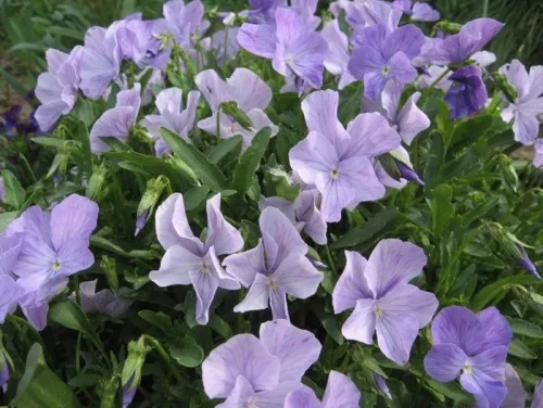 Фиалка рогатая "Boughton Blue" (Бутон Блю)