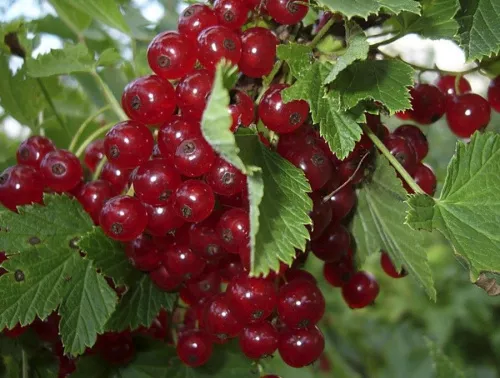 Смородина красная "Кузьмина"