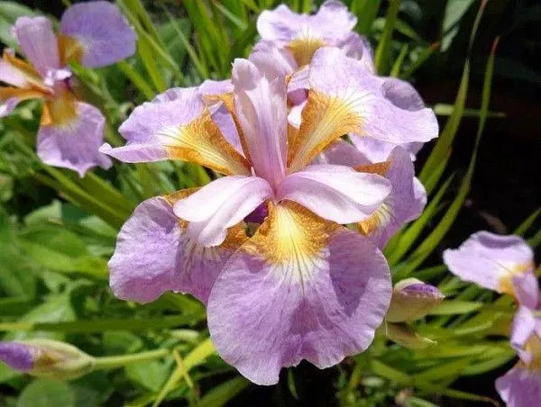 Ирис сибирский "Rikugi Sakura" (Рикуги Сакура)