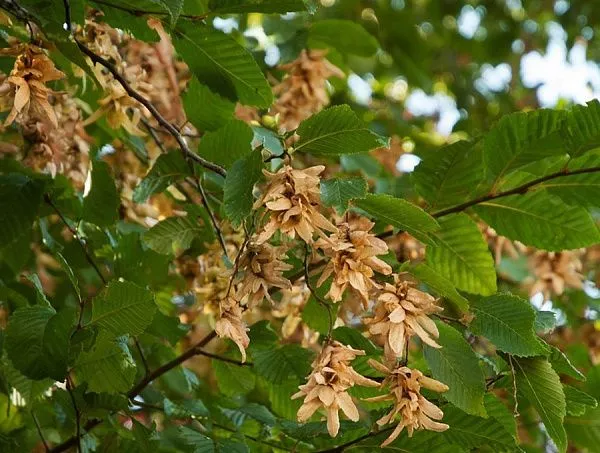 Carpinus betulus в конце лета