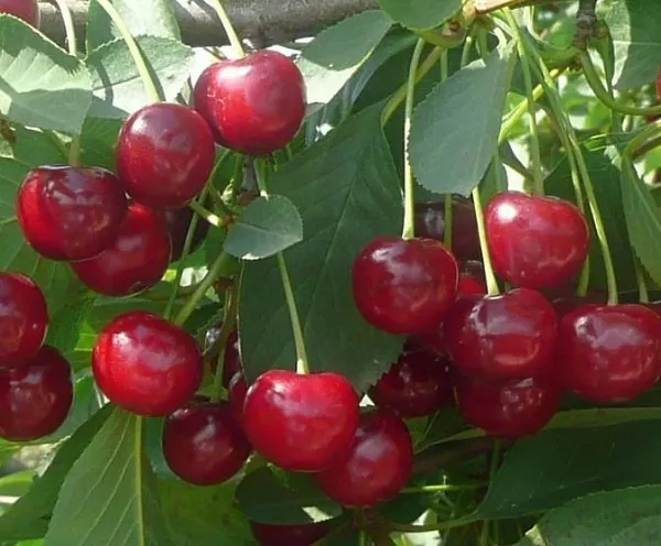 Вишня "Лутовка" (Самоплодная)