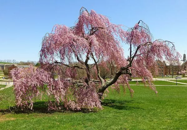 Вишня короткощетинистая «Pendula Plena Rosea» дерево