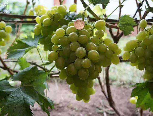 Виноград Сеянец продюссера