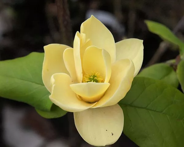 Магнолия "Honey Tulip" (Хоней Тулип)