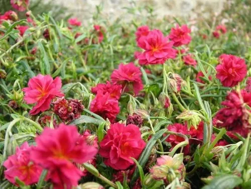 Солнцецвет гибридный "Cerise Queen" (Церизе Квин)