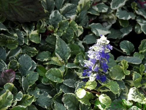 Живучка ползучая "Variegata" (Вариегата)