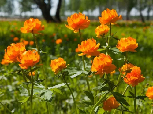 Купальница "Orange Crest" (Оранж Крест)