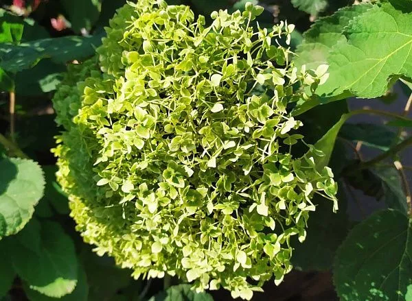 Гортензия древовидная Lime Rickey (Лайм Рики) саженцы